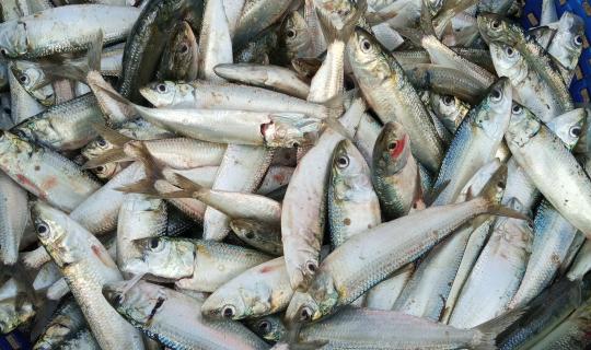 മത്തിയുടെ ജനിതകരഹസ്യം സ്വന്തമാക്കി സിഎംഎഫ്ആർഐ; ഇന്ത്യൻ സമുദ്രമത്സ്യ മേഖലയിൽ നാഴികക്കല്ല്